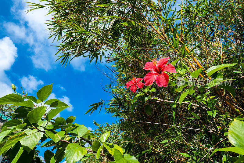 芙蓉(Hibiscus rosa-sinensis L.)俗称“鞋花”或“热带花皇后”夏威夷芙蓉